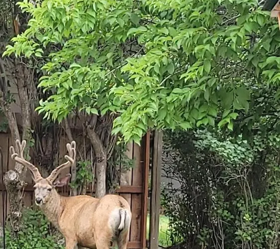 Yellowstone Village Holiday park *